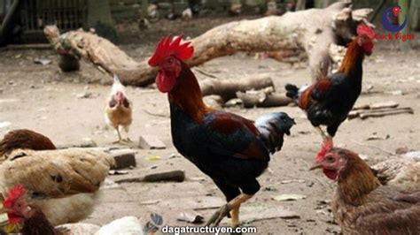 dagatructuyenvn.com