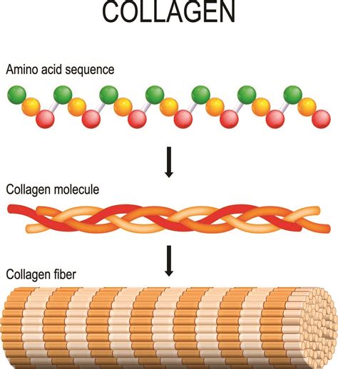 kalagen