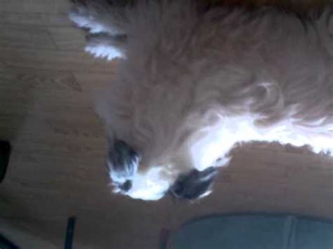 pupsis2