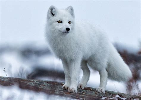 xfox